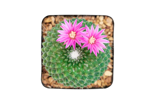 Top view of cactus plants Mammillaria spinosissima in plastic pot isolated on white background with clipping path.