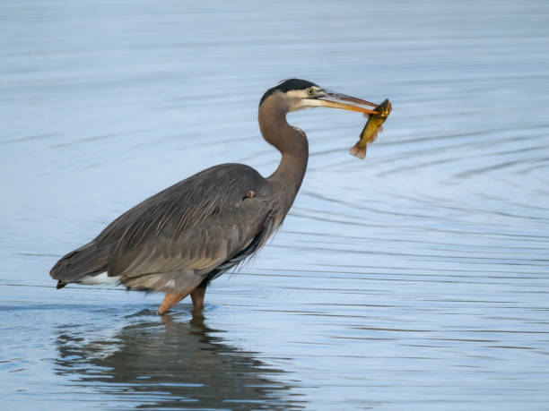 Great Blue Heron with Catfish Wetland Pond Oregon