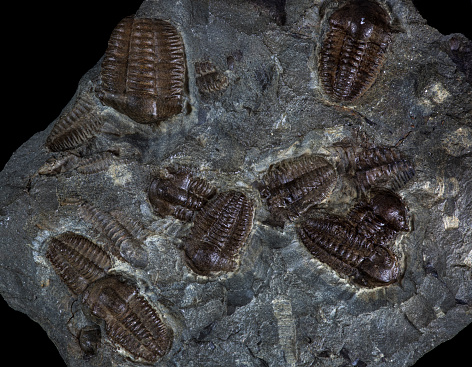 Magnified close up of shale with multiple trilobite fossils.