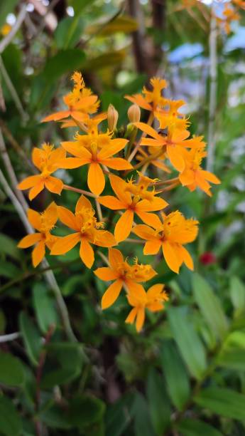 istock a pretty little flower is growing in bloom 1446812413