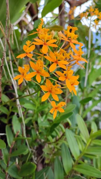 istock a pretty little flower is growing in bloom 1446812500
