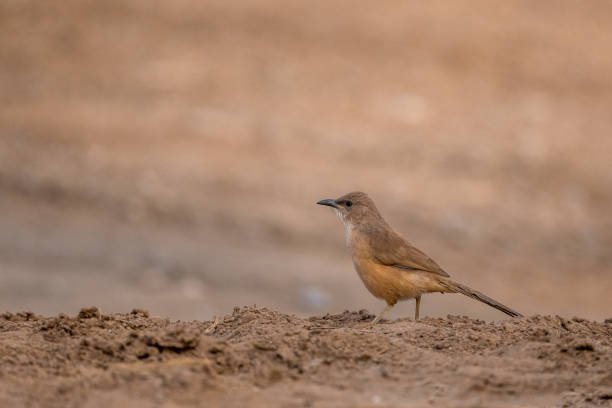 istock Fulvous Babbler, Fulvous Chatterer, Argya fulva, Turdoides fulva. Sahara desert, Morocco. 1446815643