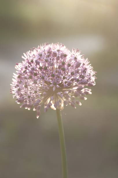 istock White ball of flowers on a sunset background. 1446815669