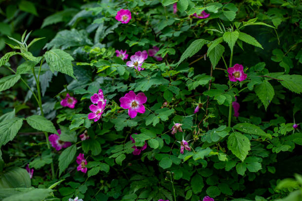 istock Rosa pendulina flower growing in mountains, close up 1446816864