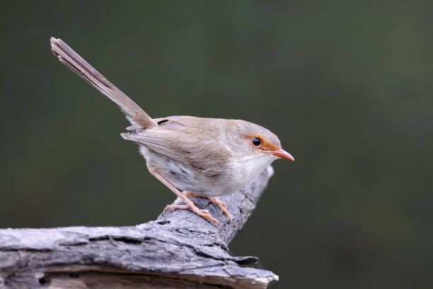 istock Female Australian Superb Fairy Wren 1446817843