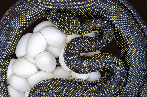 Australian Diamond Python laying eggs