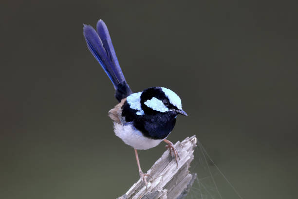 istock Male Australian Superb Fairy Wren 1446817866