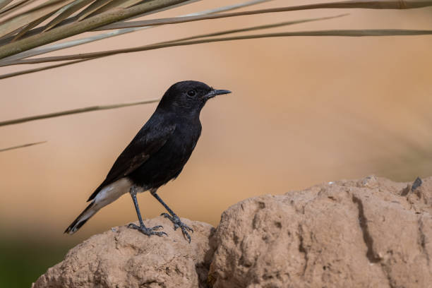 istock White-crowned wheatear, Oenanthe leucopyga, Morocco 1446818330