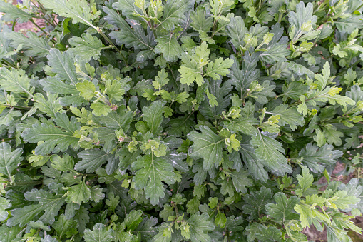 Close-up of no flowing Daisy seedlings