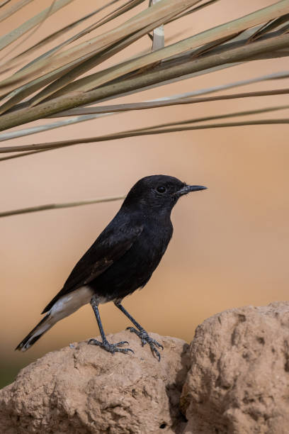 istock White-crowned wheatear, Oenanthe leucopyga, Morocco 1446818679