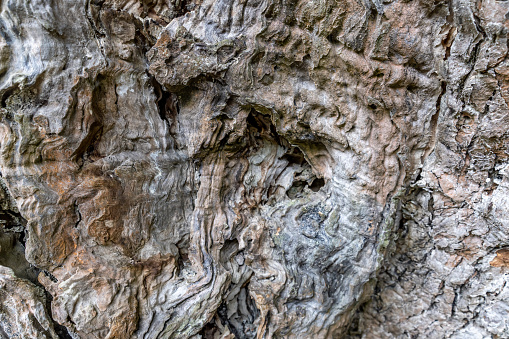 The background of the twisted and cracked bark pattern on the trunk of the old tree