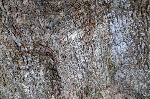 Weathered tree trunk textured background