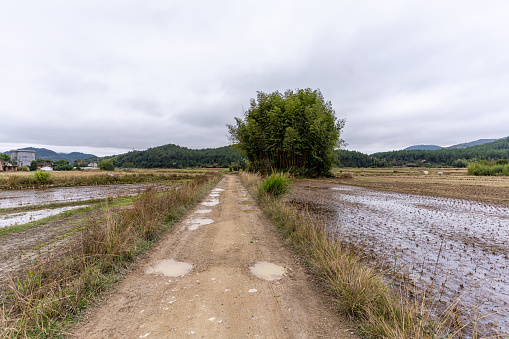 The wet dirt road in the countryside extends to a cluster of green trees in the distance