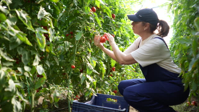 Female horticulturist picking to box of harvested tomatoes in greenhouse