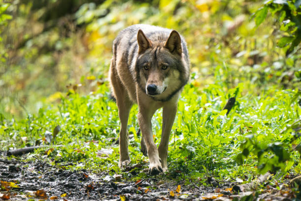 European wolf hybrid
