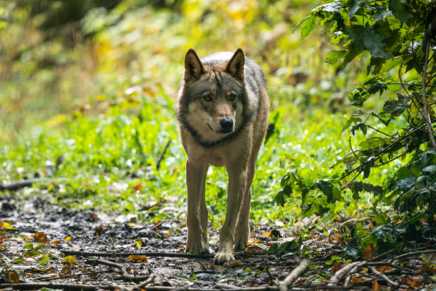 istock European wolf hybrid 1446826302
