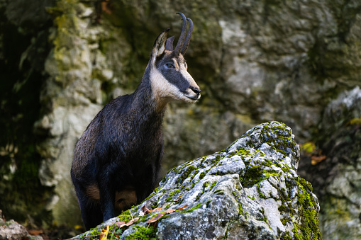 Chamois in the Alps