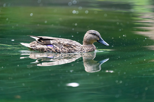 Female mallard duck on a lake