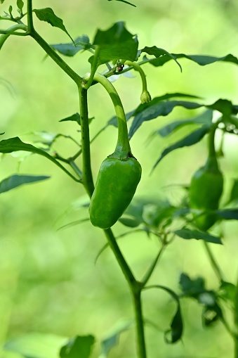 A vertical shot of jalapeno pepper growing in a garden