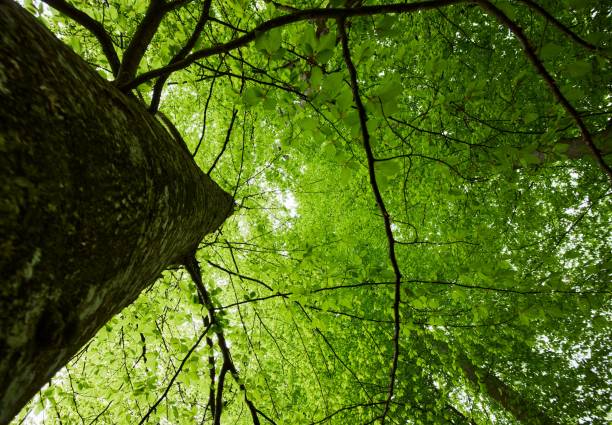 A low angle view of a big tree branches with green leaves