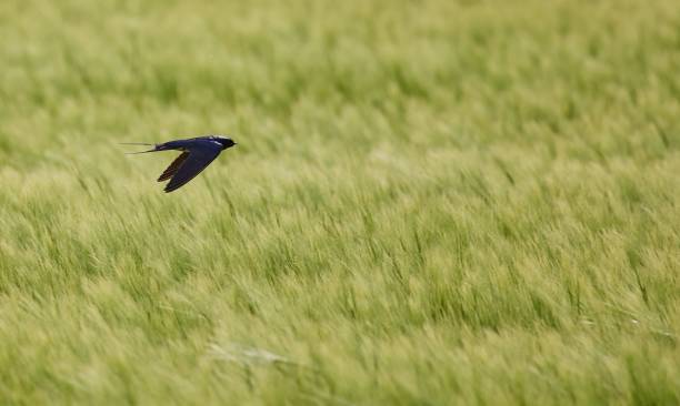 beautiful swallow bird in flight over a green barley field - wild barley imagens e fotografias de stock