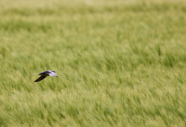 beautiful swallow bird in flight over a green barley field - wild barley imagens e fotografias de stock