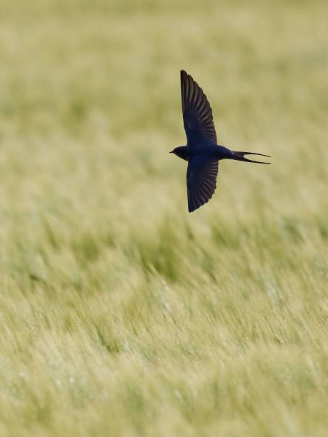 scatto verticale di un bellissimo uccello rondine in volo sopra un campo di orzo verde - wild barley foto e immagini stock