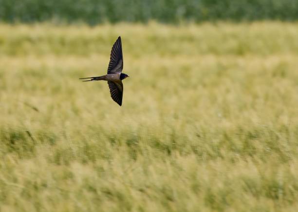 beautiful swallow bird in flight over a green barley field - wild barley imagens e fotografias de stock
