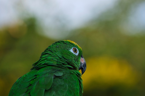A closeup of a Panama amazon against a blurry green background