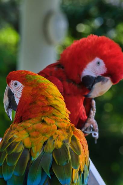 istock Vertical closeup of two colorful Macaw parrots against a blurry background 1446828603