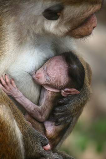 A vertical closeup of a mother monkey feeding its baby