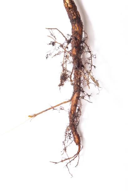 istock Closeup of the roots of a tree sapling 1446828893