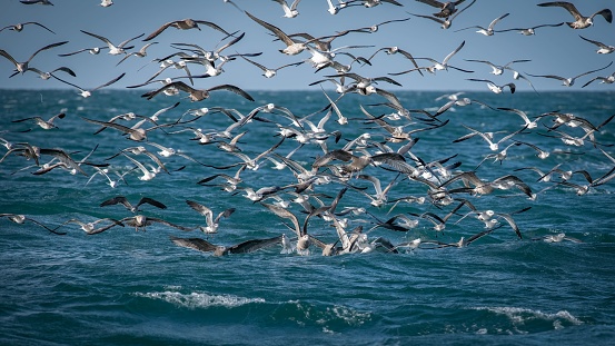 A flock of seagulls flying above the calm sea water and trying to catch fish