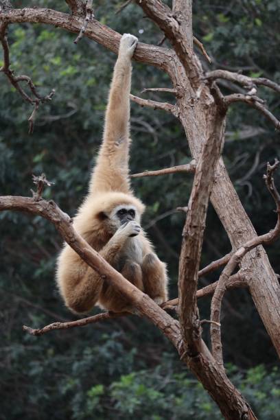 istock Gibbon monkey with long arms on a tree sitting and eating 1446829063