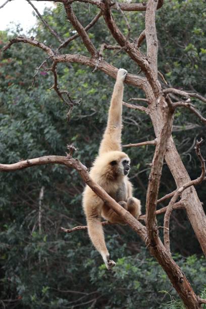 istock Gibbon monkey with long arms on a tree sitting and eating 1446829065