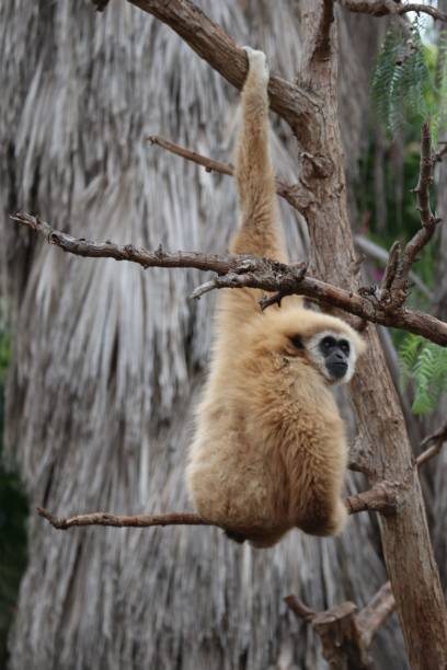 istock Gibbon monkey with long arms on a tree sitting and eating 1446829070