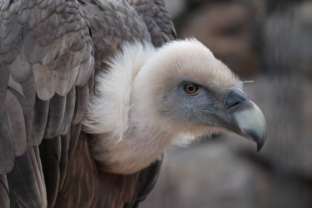 istock Closeup shot of a griffon vulture found looking around in a zoo 1446829310