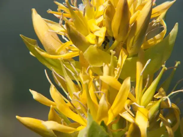 a closeup of a great yellow gentian, Gentiana lutea