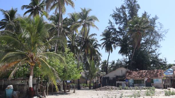 istock Tropical beach with trees and resorts on the sand 1446829544