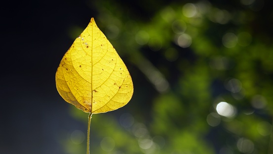A closeup of a single yellow leaf with blurred and dark background