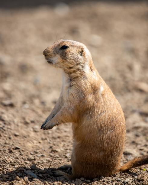 istock Small, baby Spermophilus (ground squirrel ) in the zoo, vertical 1446830119