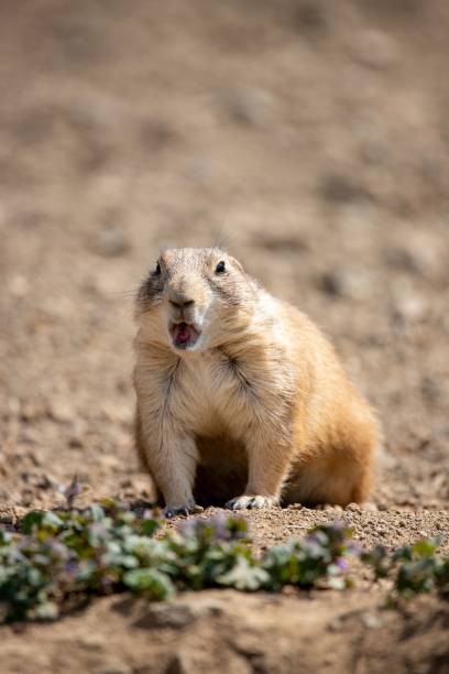 istock Small, baby Spermophilus (ground squirrel ) in the zoo, vertical 1446830124