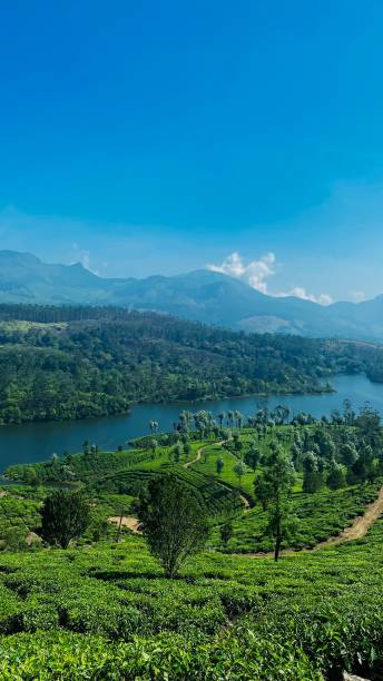 istock Vertical drone shot of lush greenery and river in Munnar, India 1446830240