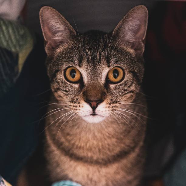 istock Closeup of an adorable tabby cat 1446830469