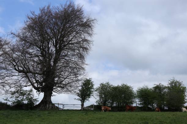 istock Cows  eating grass and relaxing in an open green field surrounded by a large tree 1446830574
