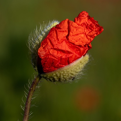 Plano De Enfoque Superficial De Un Capullo De Flor De Amapola Roja Foto(05)
