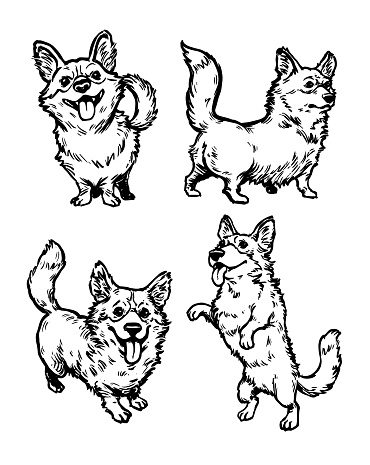 Hand-drawn illustrations of corgi dogs.