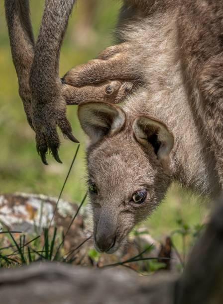 istock A large Joey in the pouch 1446831609