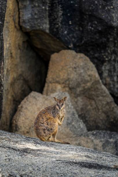 istock Mareeba Rock Wallaby at Granite Gorge 1446831619