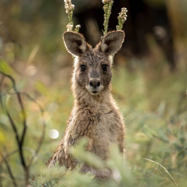 istock Eastern Grey Kangoroo in the tall grass 1446831622